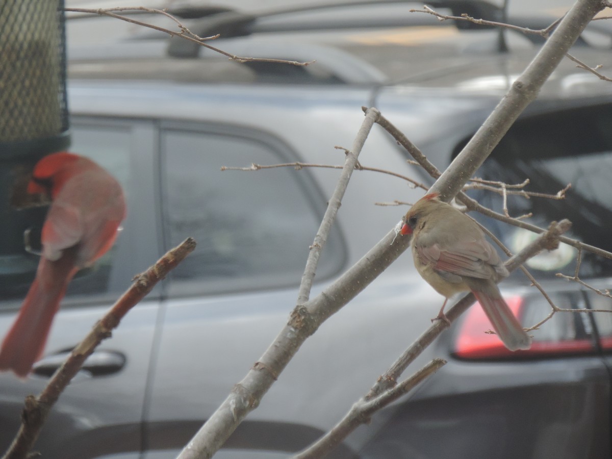 Красный кардинал - ML644781373