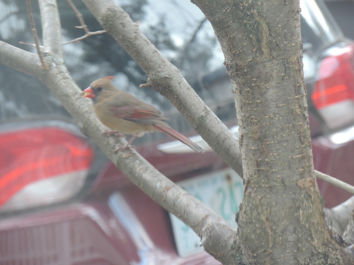 Красный кардинал - ML644781376