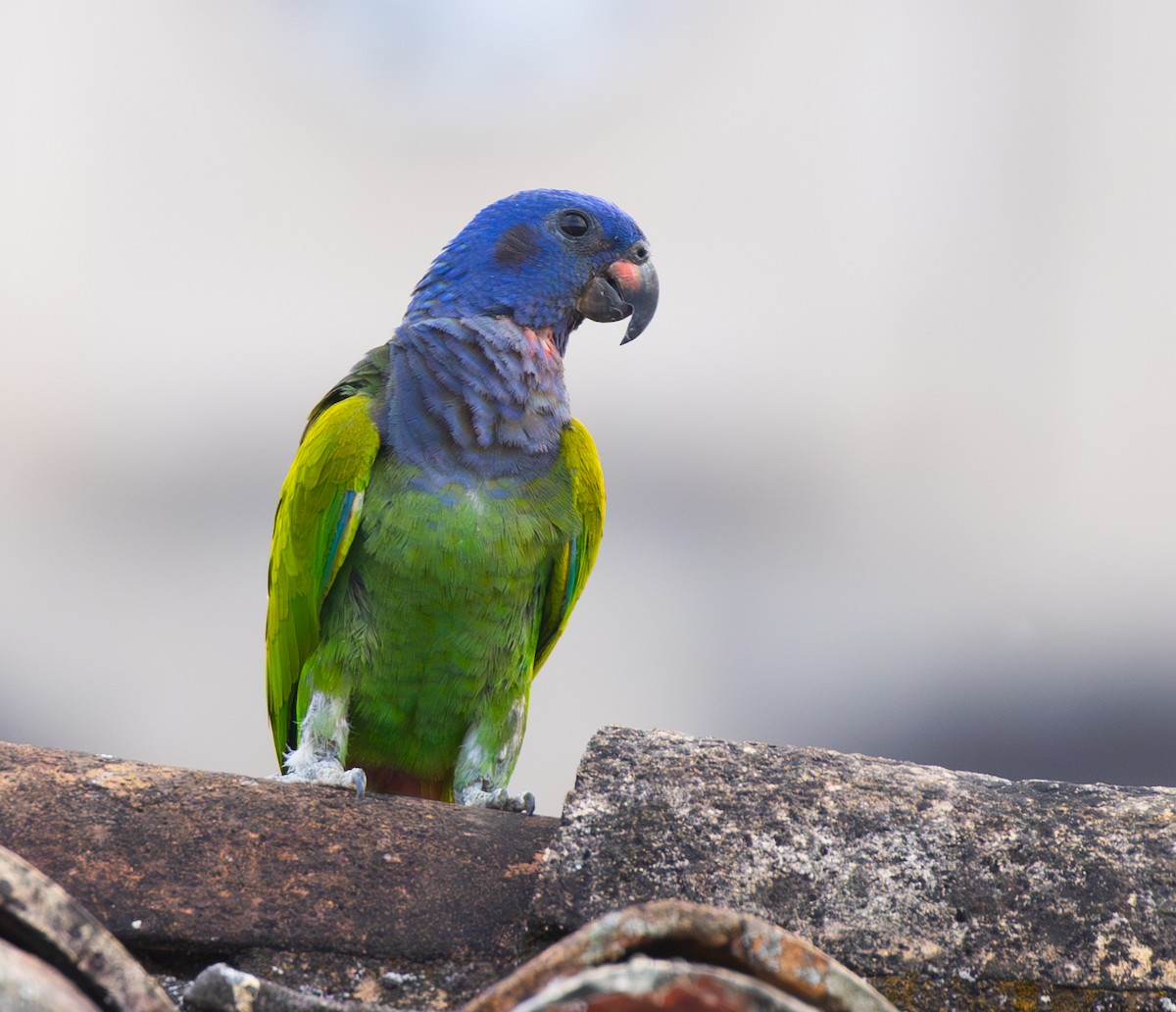 Blue-headed Parrot - ML644781385
