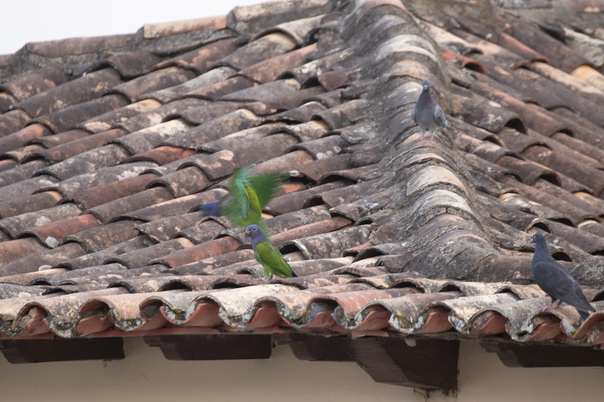 Blue-headed Parrot - ML644781386