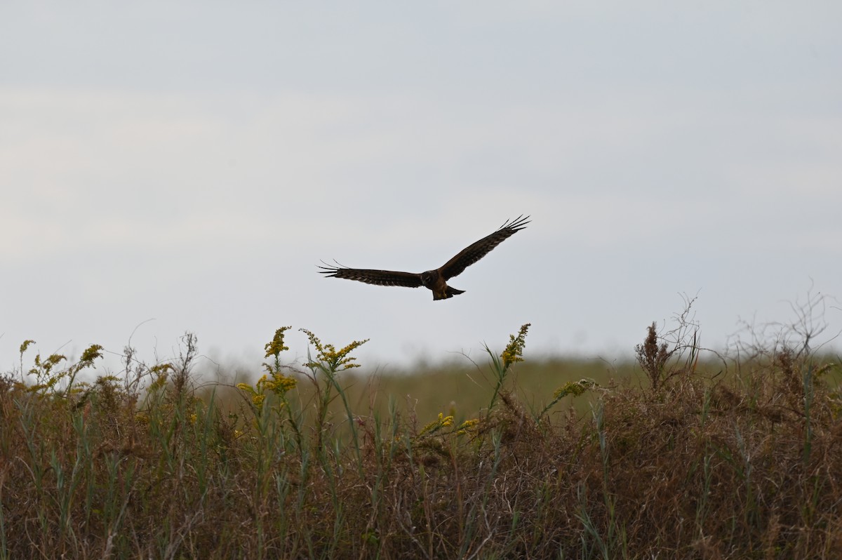 アメリカハイイロチュウヒ - ML644781396