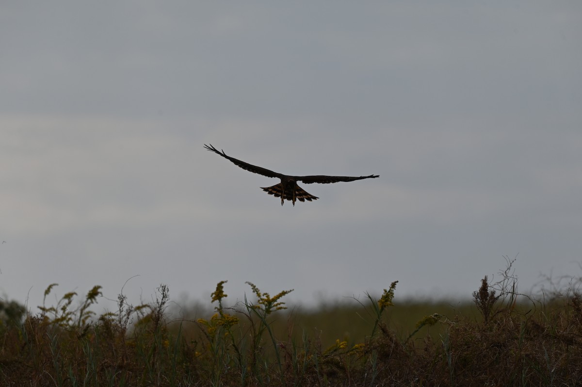 アメリカハイイロチュウヒ - ML644781397