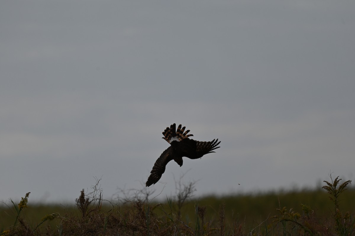 アメリカハイイロチュウヒ - ML644781398