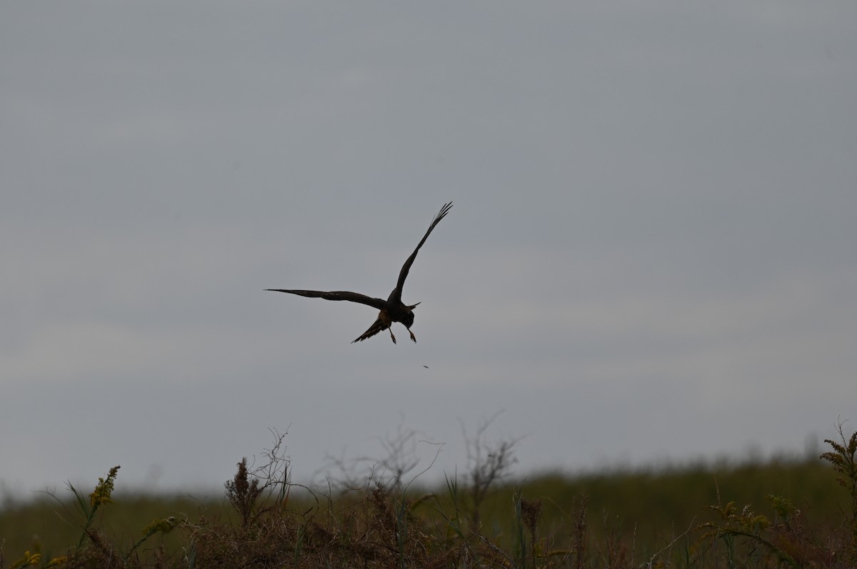 アメリカハイイロチュウヒ - ML644781399