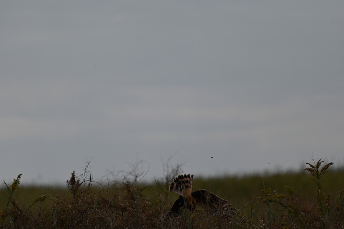 アメリカハイイロチュウヒ - ML644781400