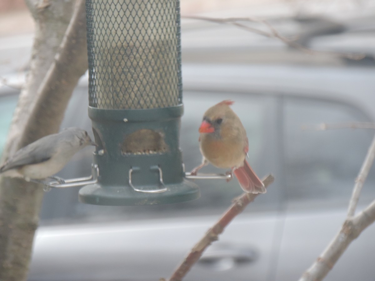 エボシガラ - ML644781402