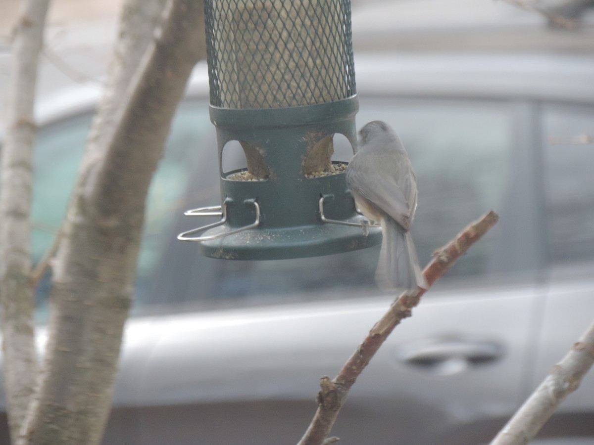 エボシガラ - ML644781403