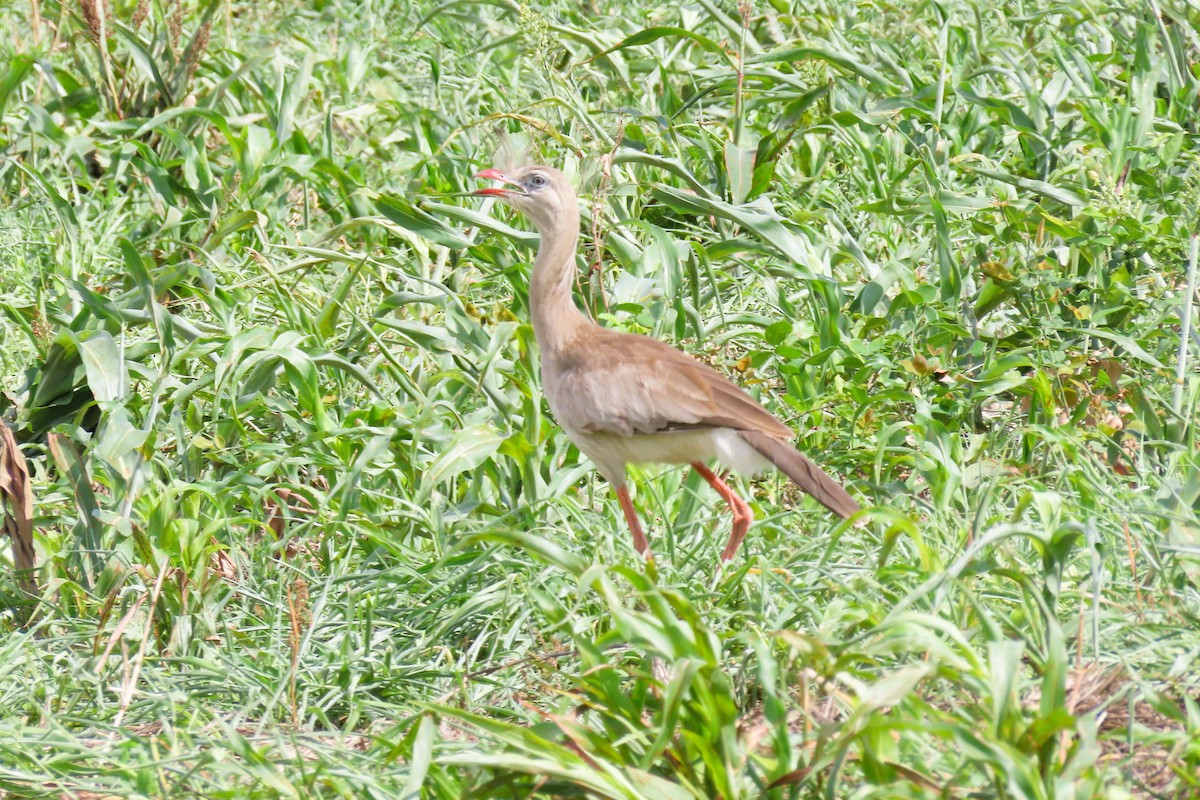 アカノガンモドキ - ML644781404