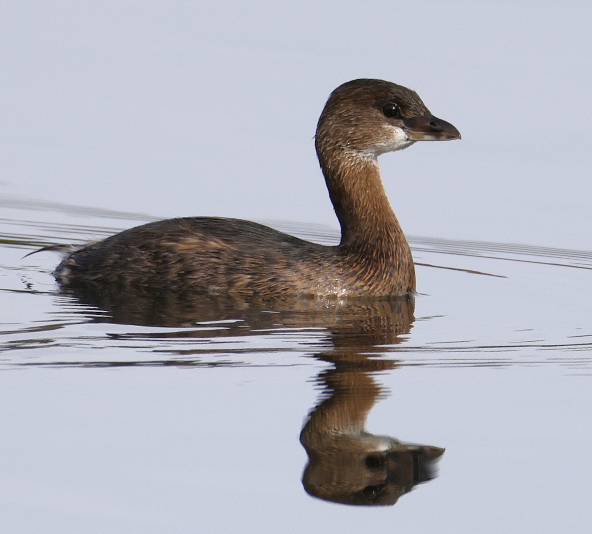 オビハシカイツブリ - ML644781405