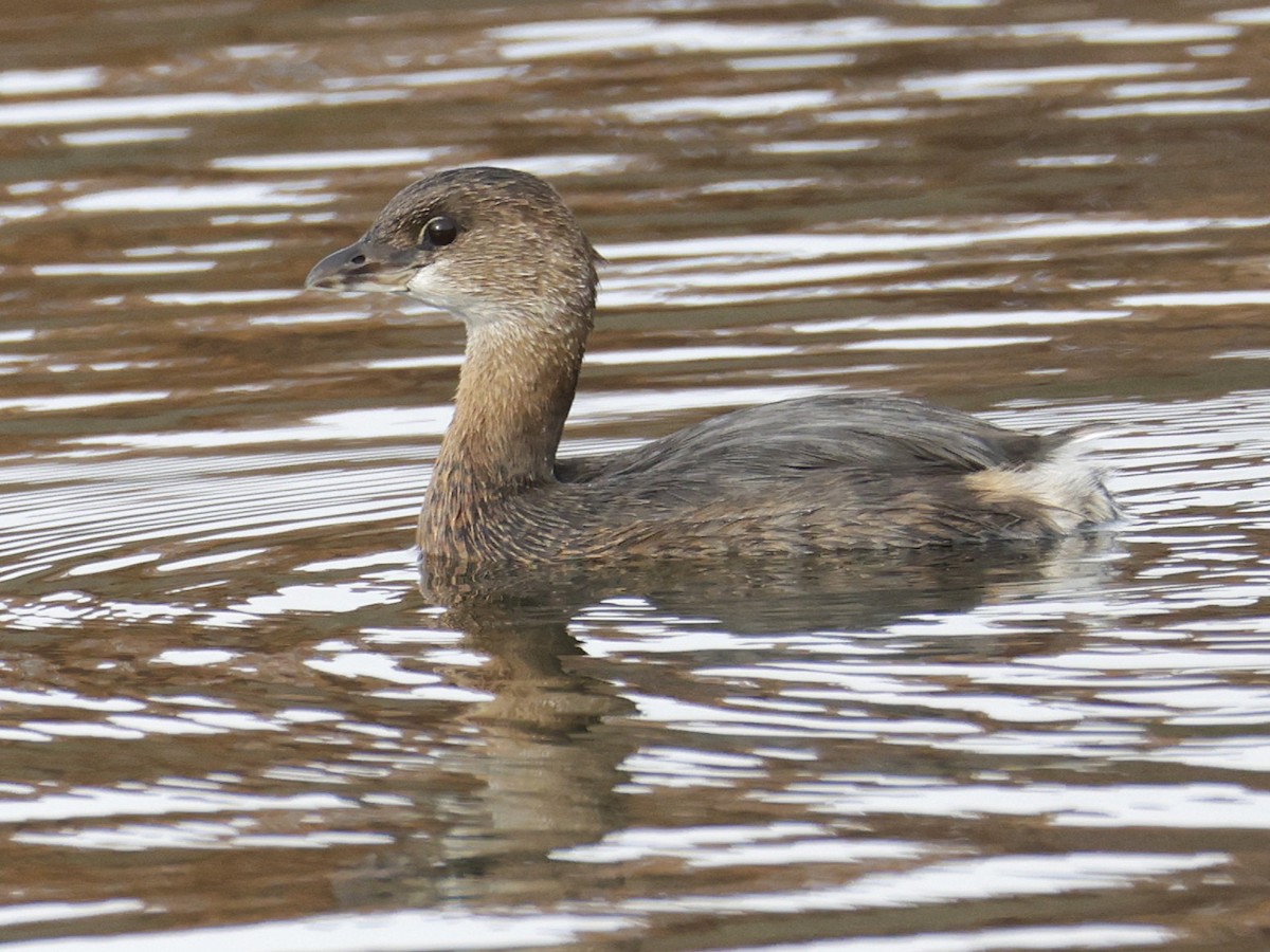オビハシカイツブリ - ML644781406