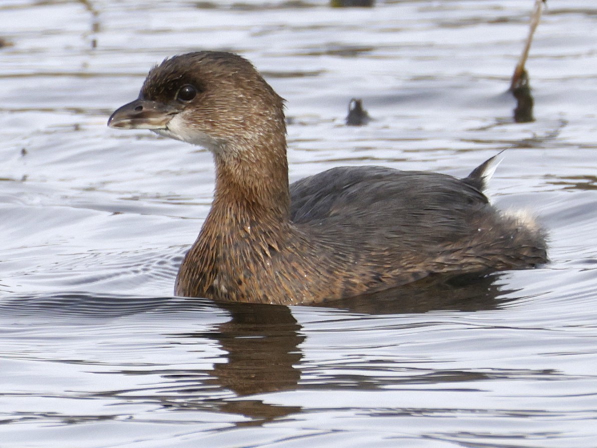 オビハシカイツブリ - ML644781407