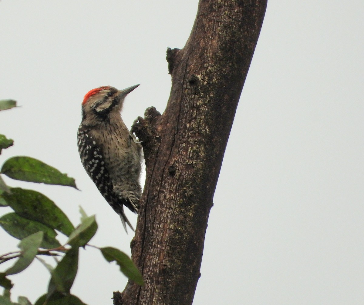 シマアカゲラ - ML644781409