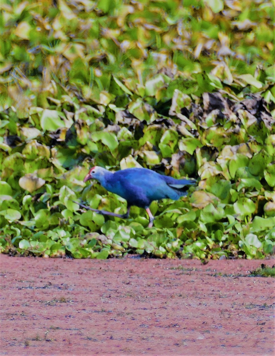 ハイガシラセイケイ - ML644781410