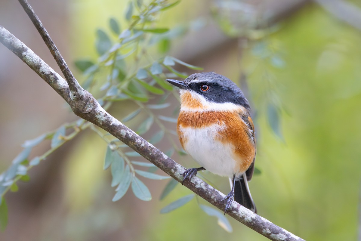 ムナグロセワタビタキ（capensis） - ML644781411