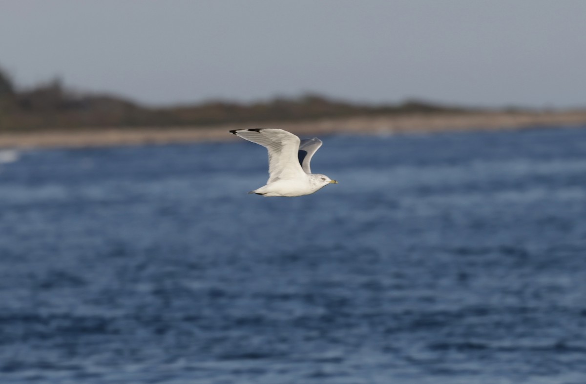 クロワカモメ - ML644781412