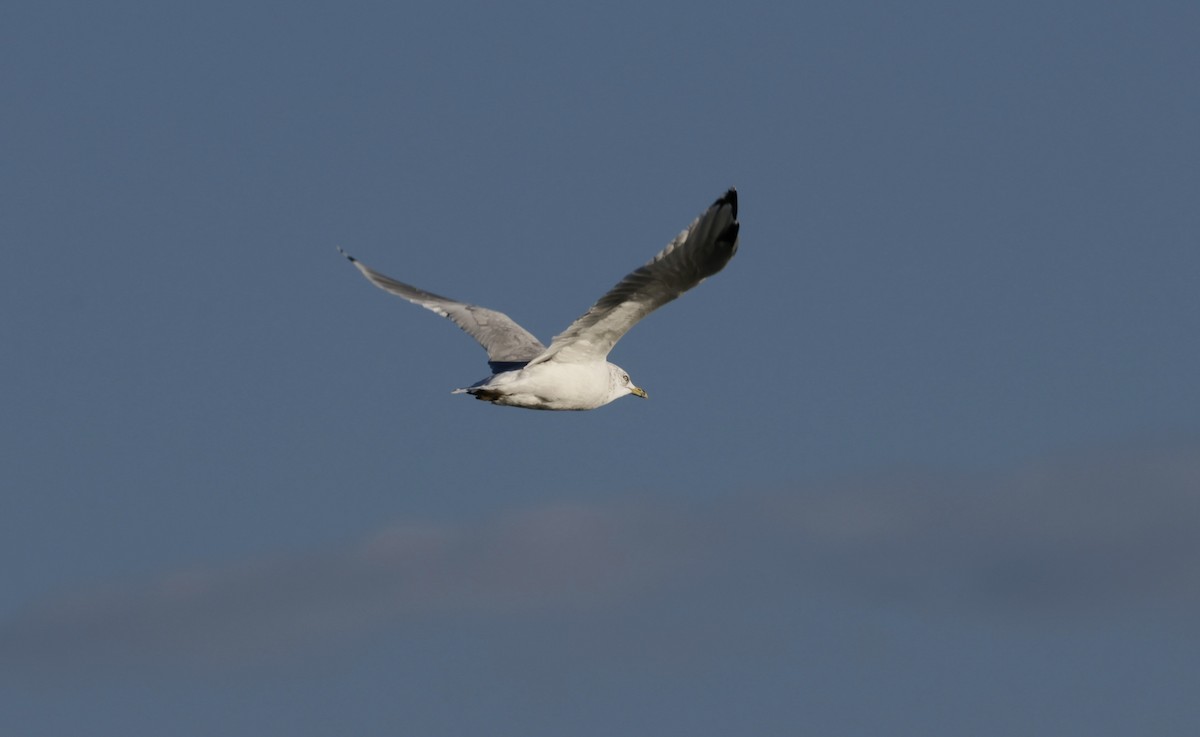 クロワカモメ - ML644781413