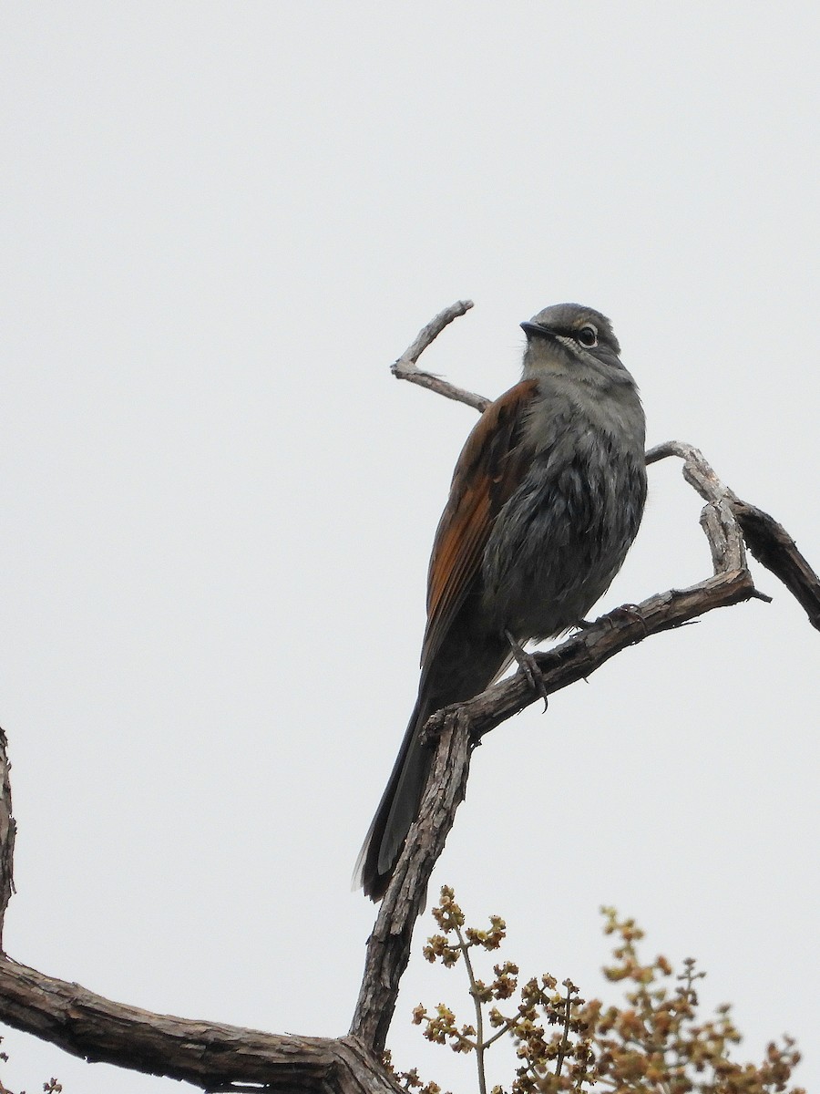 Brown-backed Solitaire - ML644781415