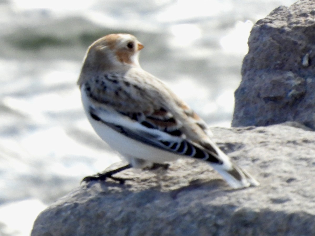 ユキホオジロ - ML644781416