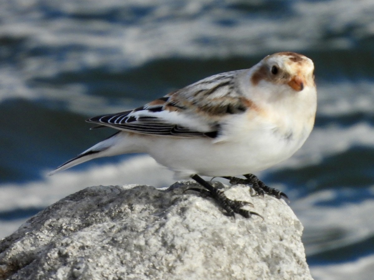 ユキホオジロ - ML644781417