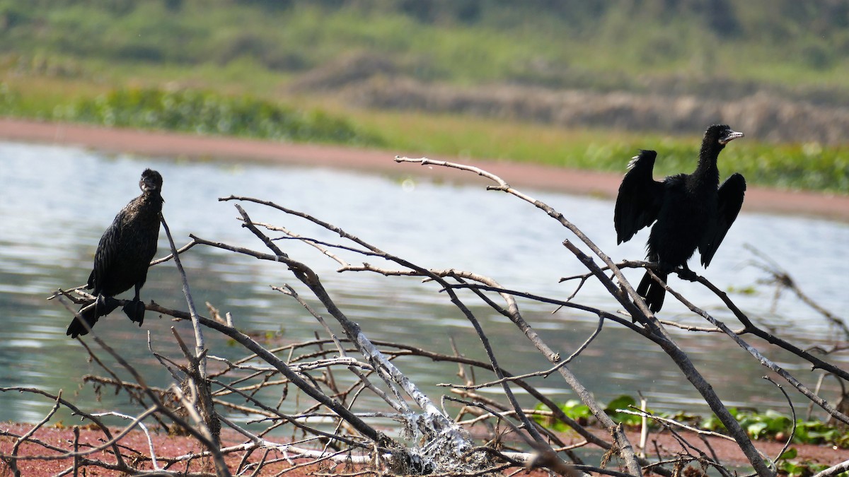 アジアコビトウ - ML644781418