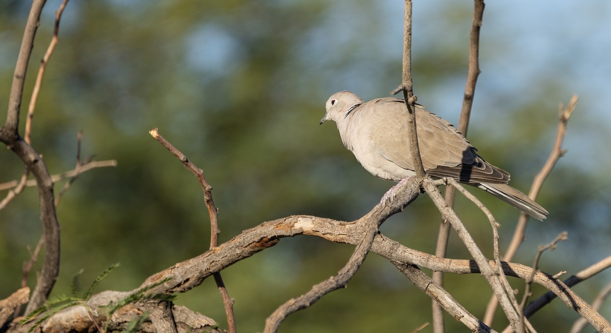 シラコバト - ML644781419