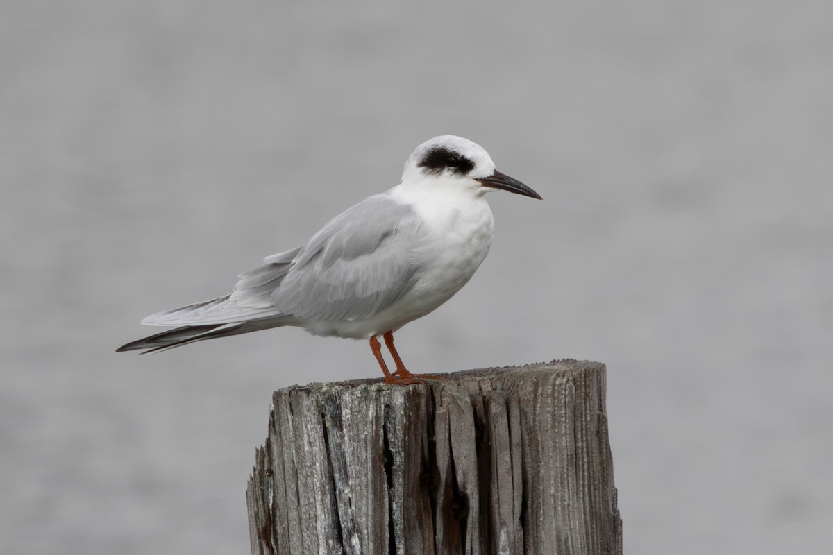 メリケンアジサシ - ML644781420