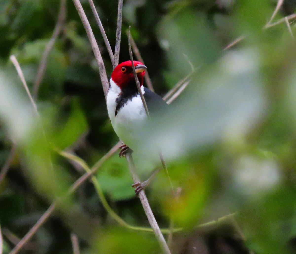 ノドグロコウカンチョウ - ML644781421