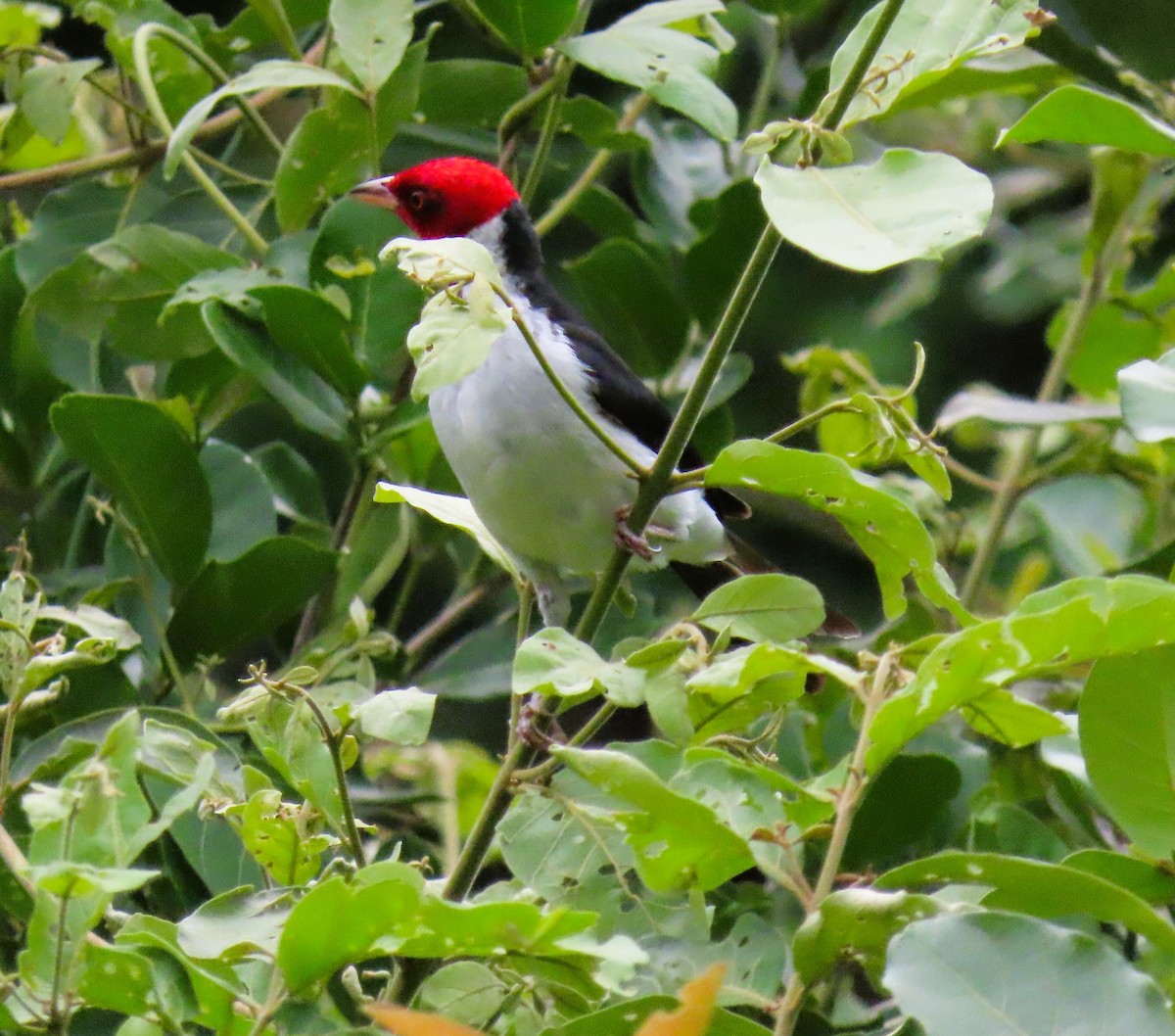 ノドグロコウカンチョウ - ML644781422