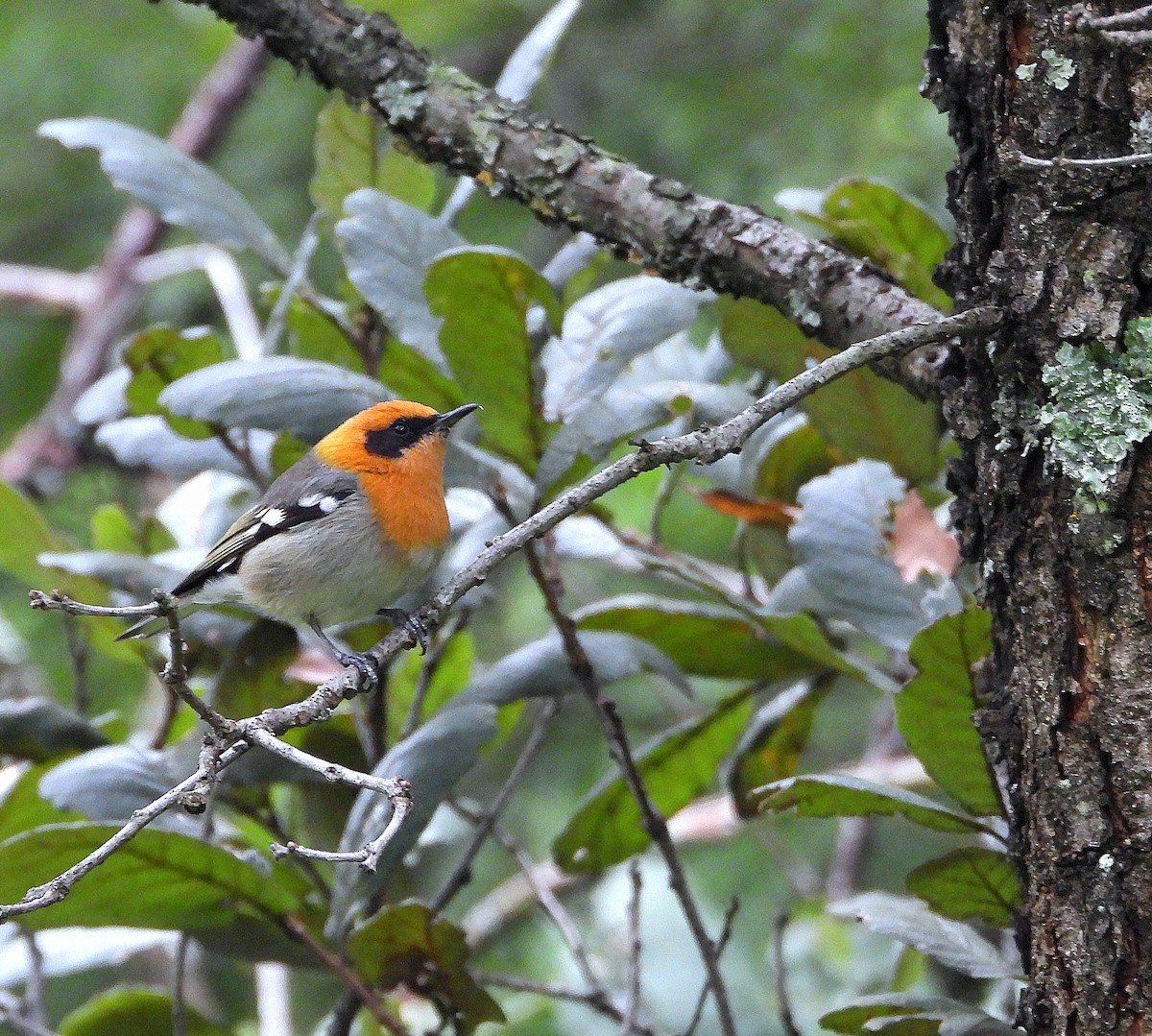 オリーブアメリカムシクイ - ML644781423