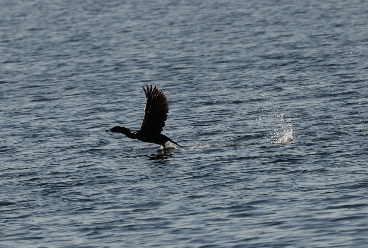 ミミヒメウ - ML644781424