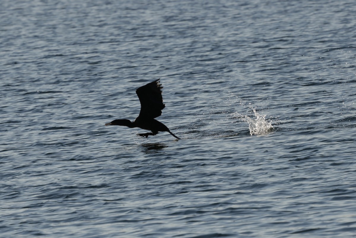 ミミヒメウ - ML644781425