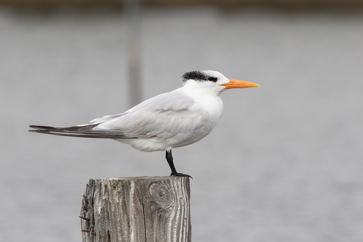 アメリカオオアジサシ - ML644781426