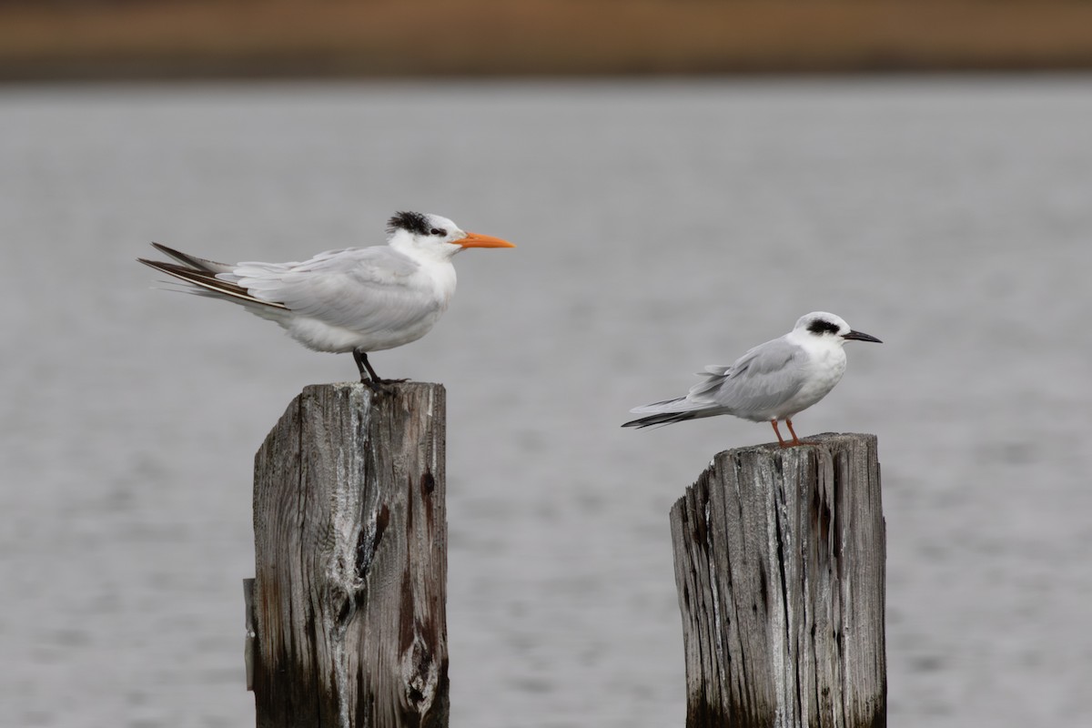 アメリカオオアジサシ - ML644781427