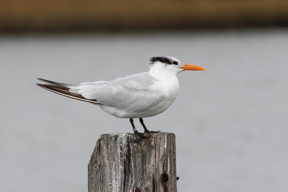 アメリカオオアジサシ - ML644781428