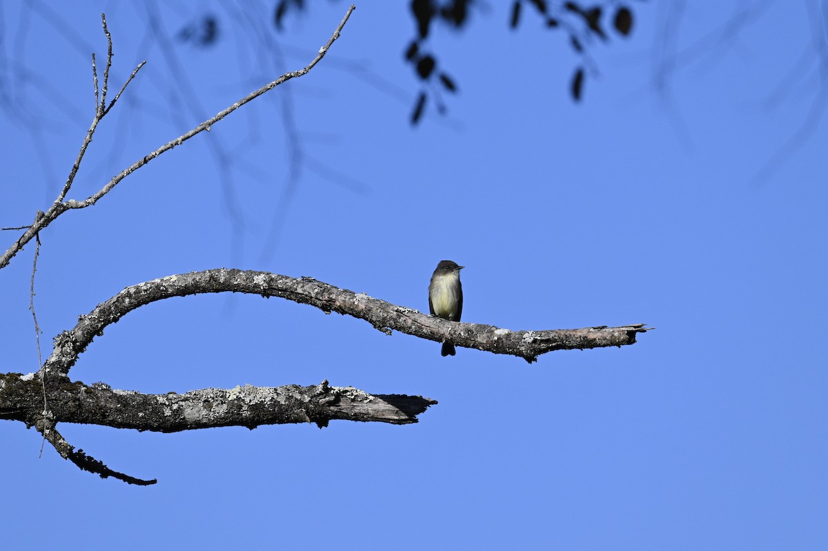 Mosquero Fibí - ML644781429