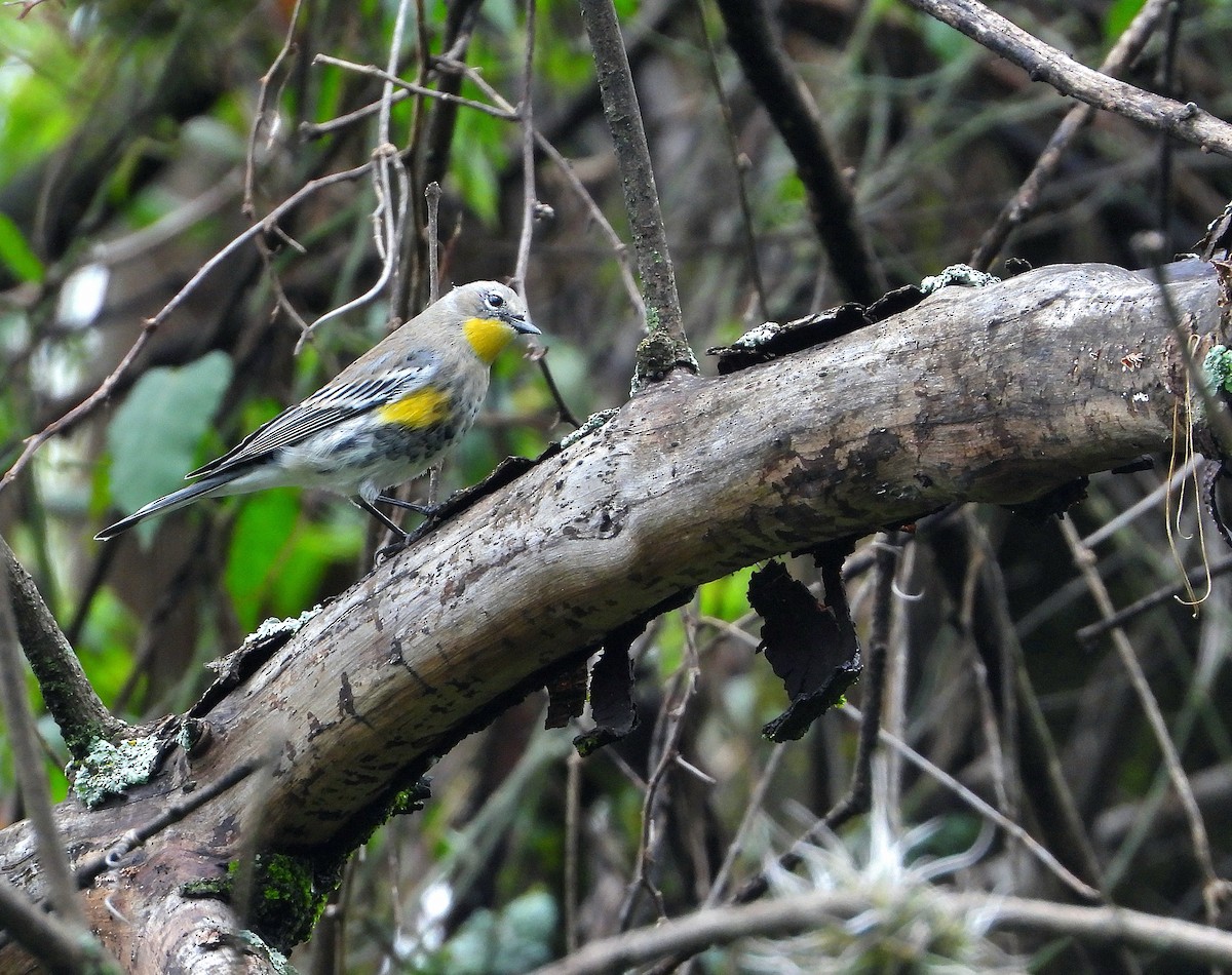 Yellow-rumped Warbler - ML644781430