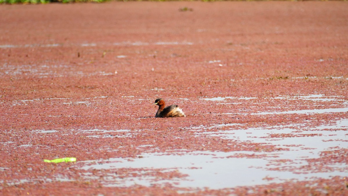 Little Grebe - ML644781431