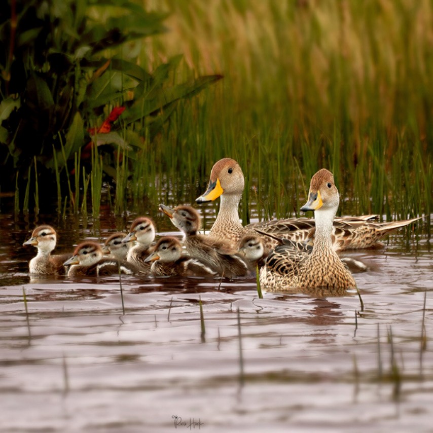 Шилохвіст жовтодзьобий - ML644781450