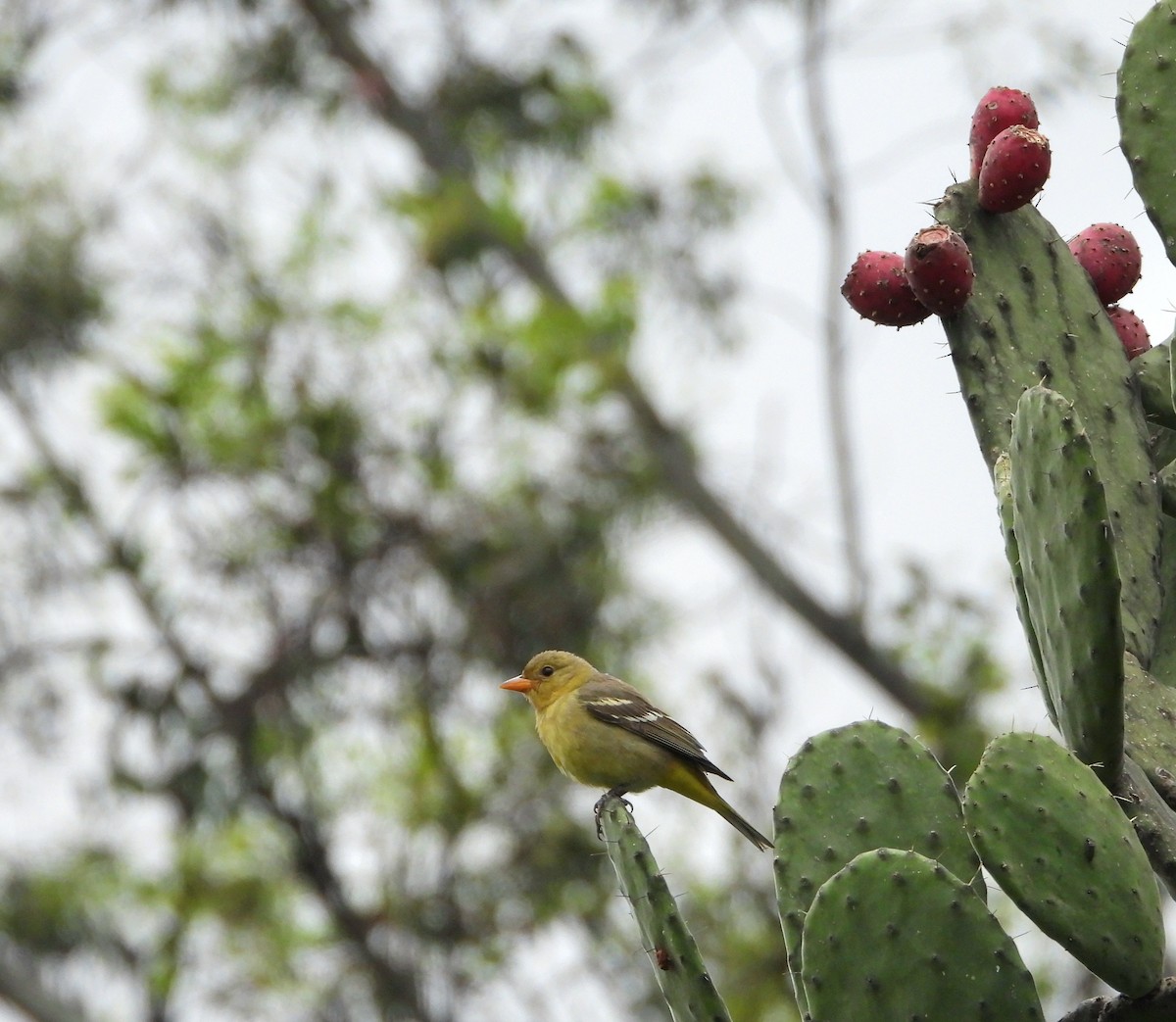 Western Tanager - ML644781453