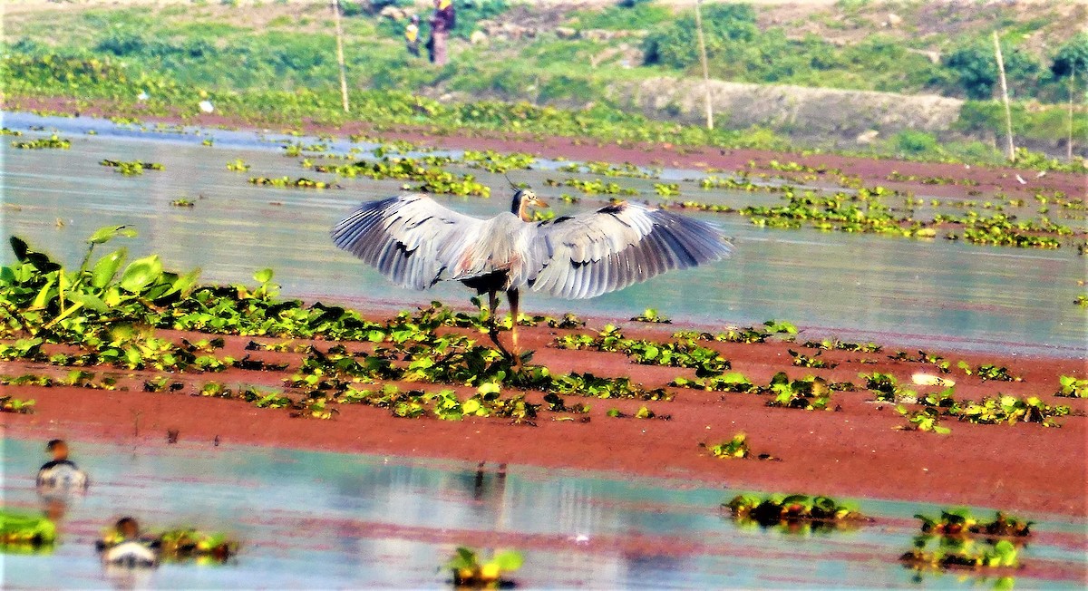 Purple Heron - ML644781455