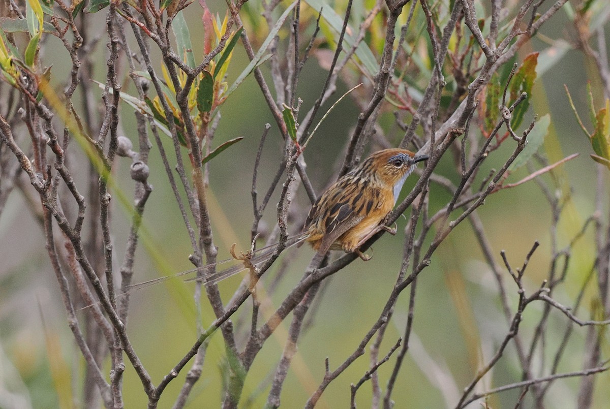 Прибрежный эмухвост - ML644781464