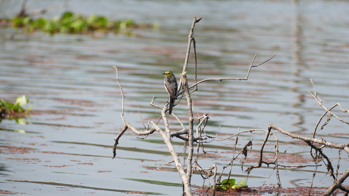 Citrine Wagtail - ML644781466