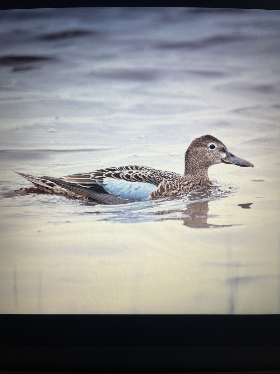 Коричневый чирок - ML644781475