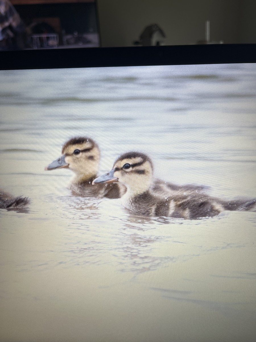 Коричневый чирок - ML644781476