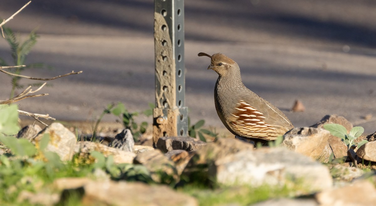 Шлемоносный перепел - ML644781477