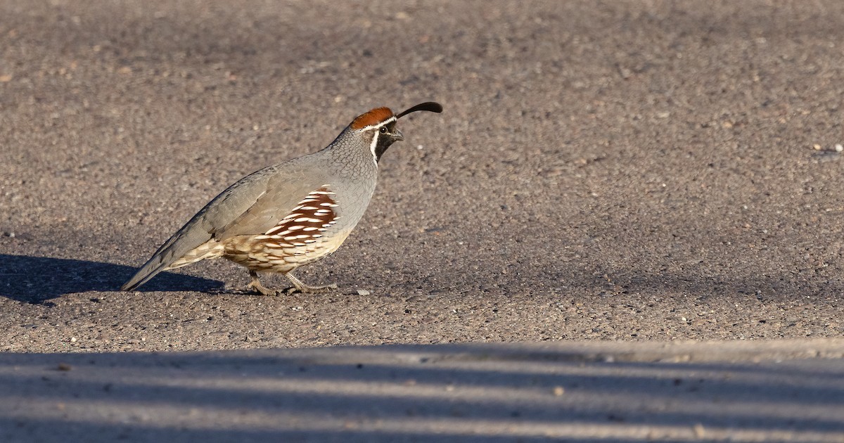 Шлемоносный перепел - ML644781478