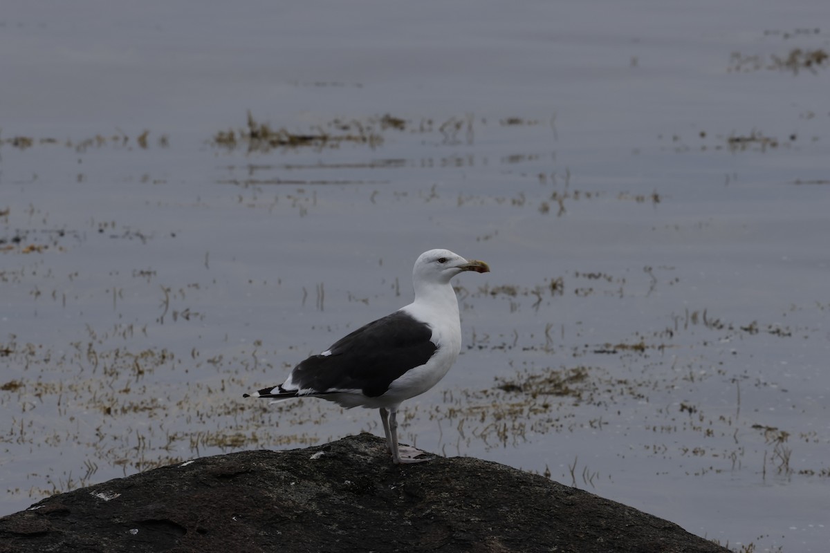 Морская чайка - ML644781480