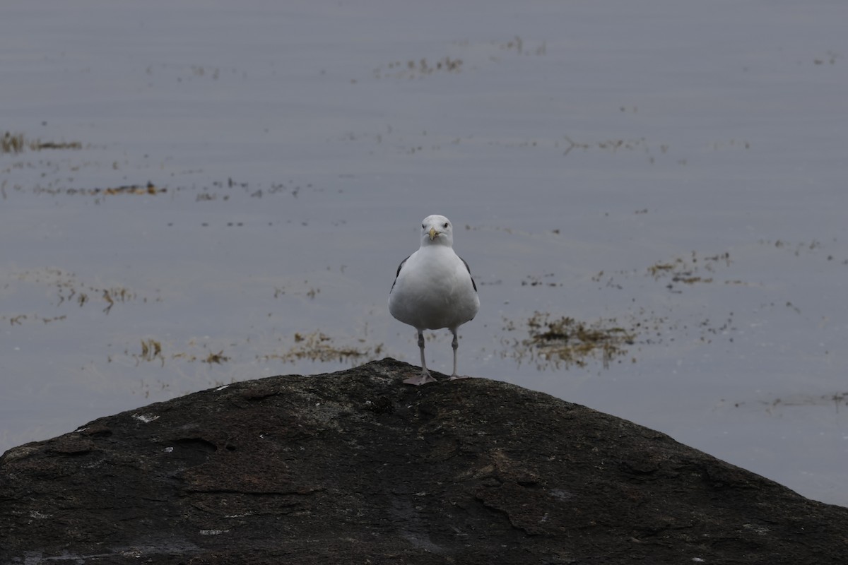 Морская чайка - ML644781481