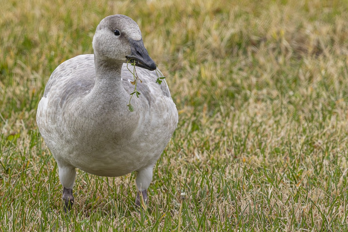 Белый гусь - ML644781483