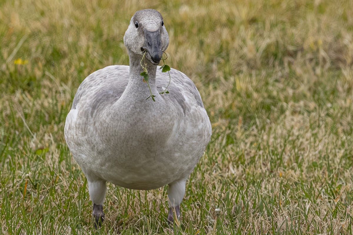 Белый гусь - ML644781484